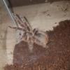 B.Smithi jaka plec ? - last post by Karol234