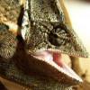 Kontuzja języka u kameleona jemeńskiego - ostatni post przez kwiatek82