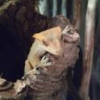 Jajko orzęsionego gekona ( samicy ) - ostatni post przez zandi