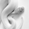 Jakie wymiary terrarium dla młodego węża zbożowego? - ostatni post przez Grryzelda