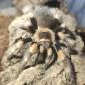 Informacje Gatunkowe o pająkach Deinopis sp. - ostatni post przez SurvivalManJagielloYT