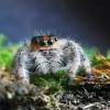 Phidippus regius; Skakun królewski - kilka pytań - ostatni post przez Kubarest2009