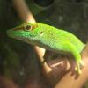 Jaszczur do terrarium 85x25x25 - ostatni post przez Arystoteles