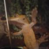 Opadający ogonek i warunki w terrarium - ostatni post przez Lena91