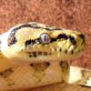 Python regius samica - Black Pastel Fire Butter - na inne morphy, zbożówki - ostatni post przez Ever