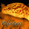 Gekonek - ostatni post przez Woodoo