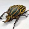 Larwy chrząszczy Goliathus goliatus, Lamprima adolphinae, Homoderus mellyi - ostatni post przez Lichess