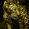 Agama brodata - ostatni post przez Jaguar