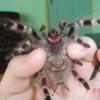 Gdzie kupię skorpiona babycurus jacksoni lub gigas - last post by Dawidk