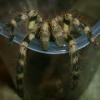arachnofobia - ostatni post przez Bugs