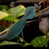 Identyfikacja modliszki z rodzaju Rhombodera - ostatni post przez teraphosa21