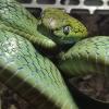 Boiga, węże zbożowe - ostatni post przez ScalesCreatures