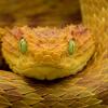 Czerwone łuski na brzuchu u węża - ostatni post przez Dominik_Legnicki
