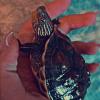 Jaka to płeć żółwia? - ostatni post przez Fibi926