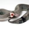 Gdzie kupić węża zbożowego - ostatni post przez Brajan180000