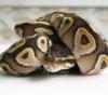 Wąż zbożowy zachowanie podczas jedzenia - last post by grunwald