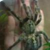 Poecilotheria ornata L4 - ostatnia szansa, ilość ograniczona! - ostatni post przez smithi_maciek