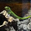 Phelsuma grandis - ostatni post przez ktmpiotr12