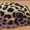 Sprzedam dorosłego samca Vitalius chromatus - ostatni post przez olozbagien