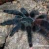 Caribena versicolor L2 / A. germani, H.gigas samce adult - ostatni post przez kowalik92