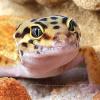 Lasiocyano (ex. Pterinopelma) Sazimai określenie płci - ostatni post przez Wqeer
