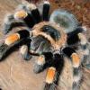 Kupię SAMICĘ pająków od L9 - różne gatunki i Legwana Zielonego - ostatni post przez emikoszykowka