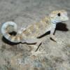 Hemidactylus imbricatus Gekony żmijowe pary CB2021 - ostatni post przez hatiras