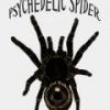 Szukam Phormingochilus everetti/carpenteri - ostatni post przez Psychedelic_Spider