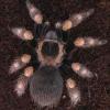 Brachypelma Smithi i Boehmei - ostatni post przez blake