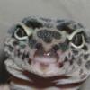 Kupię gekony (eublefar) lamparci - ostatni post przez Kłębek