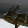 Młody kameleon (2,5miesiaca) nie chce jeść pomocy - ostatni post przez lookas