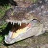 NOWE PRZEPISY - zakaz trzymania krokodyli - zezwolenia i rygorystyczne warunki - ostatni post przez sadan