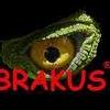 Sprzedam Pantherophis obsoletus - wąż smugowy - ostatni post przez BRAKUS