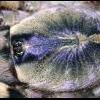 Maluchy Typhochlaena seladonia i inne, sporo samic, nowe ceny - ostatni post przez Bobaz
