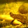 (Warszawa) Sprzedam widliczkę (Selaginella martensii) - ostatni post przez Frosch