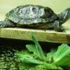 Oddam żółwie czerwonolice - ostatni post przez amid