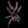 Kilka pajęczaków - ostatni post przez jurgen