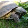 żółw stepowy jakie wapno - last post by gecholeon