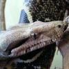 Terrarium z tworzywa + osłony na żarówki. - ostatni post przez Alessandro