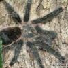 Prohierodula picta,Tenodera sinensis x2 samce imago-TANIO - ostatni post przez Imperatum