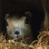 Wiewiórka dwubarwna (Finlayson squirrel) - ostatni post przez pani_Aard