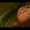 Gekon lamparci samica odmiany Mandarin z terrarium - ostatni post przez crab