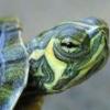 co dolega mojemu żółwiowi - ostatni post przez DracoPL