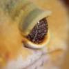 Acanthoscurria geniculata - dorosły samiec / Lasiodora parahybana L4 - ostatni post przez Prz3mEk87