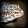 Śmierdzący kał gekona - ostatni post przez Saillemia
