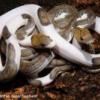 Narodziny Blond Albino Boa constrictor ssp. - ostatni post przez Gabor