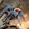 Chromatopelma cyaneopubescens 1.1.0 - ostatni post przez Hadzi