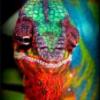 Moja Kameleonka rodzi ! Pomocy - last post by Jazzi