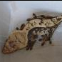 Samice gekona orzęsionego i samce:p - ostatni post przez Driftgreg