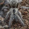 Samiec Grammostola pulchripes adult! - ostatni post przez CUBE_2